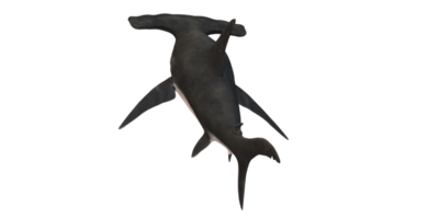 Hammerhead shark isolated on a Transparent Background png