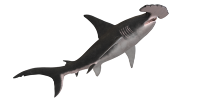 Hammerhead shark isolated on a Transparent Background png