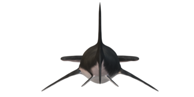 Hammerhead shark isolated on a Transparent Background png