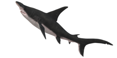 Hammerhead shark isolated on a Transparent Background png