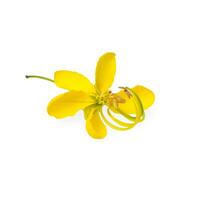 Cassia Flower on white background. photo