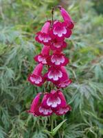 rosado penstemon flores, variedad Pensham Amelia Jane foto