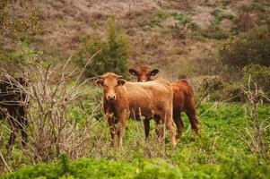 Two red cows - calves - on an autumn pasture are looking at the camera photo