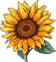 girasol ilustración, girasol ai generativo png