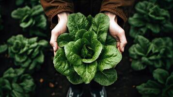 abundante verde lechuga agarrado en manos, creciente hermosamente en suelto suelo en abundante jardín. ai generado foto