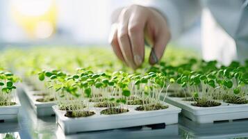 Greenhouse Quality Control. Senior Scientist Monitoring Optimized Cress Sprouts for Consumption. photo