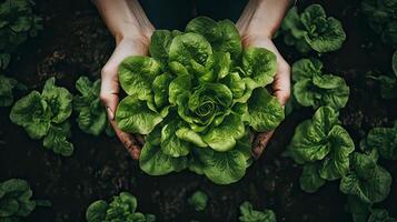 Abundance of Fresh Green Lettuce Grasped in Hands, Thriving in Nurturing Garden Soil. AI Generated photo