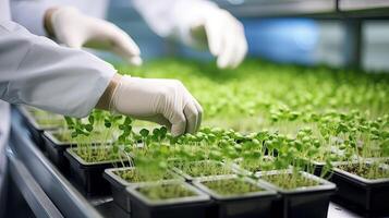 Quality Control in Greenhouse. Senior Scientist Observing Optimized Cress Sprouts for Consumption. photo