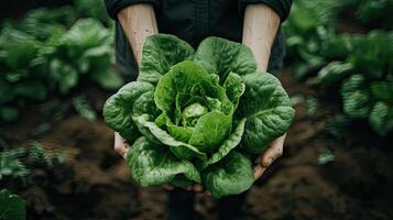 Abundant Harvest of Fresh Green Lettuce Embraced by Hands, Thriving in a Serene Garden Setting. AI Generated photo