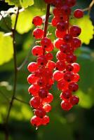 Fresh red currant hanging on branch, AI Generated photo