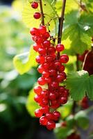 Fresh red currant hanging on branch, AI Generated photo