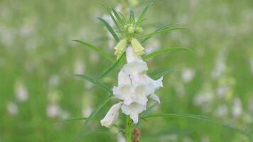 Blooming white Sesame flowers planted in the countryside of Bangladesh. Selective Focus video