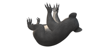 Koala Bear isolated on a Transparent Background png