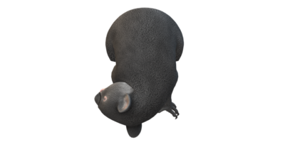 Koala Bear isolated on a Transparent Background png