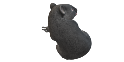 Koala Bear isolated on a Transparent Background png