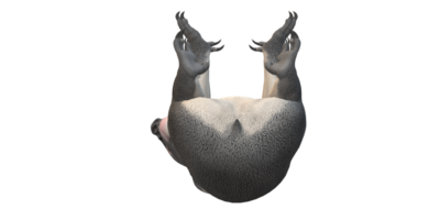 Koala Bär isoliert auf ein transparent Hintergrund png