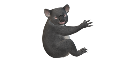 koala ours isolé sur une transparent Contexte png