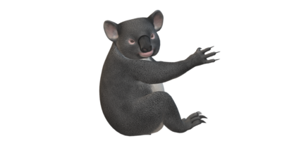 Koala Bear isolated on a Transparent Background png