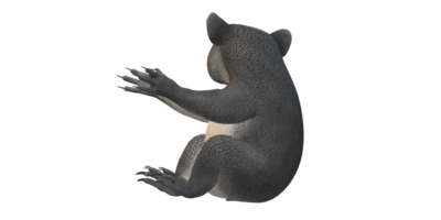 coala oso aislado en un transparente antecedentes png