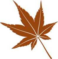 Autumn maple leaf, png file no background