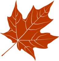 Autumn maple leaf, png file no background