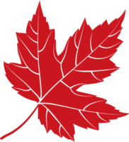 Autumn maple leaf, png file no background