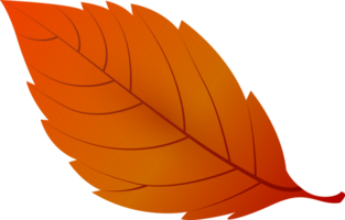 Beautiful autumn leaf, png file no background