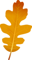 Beautiful autumn leaf, png file no background