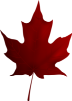 Beautiful autumn Maple leaf, png file no background