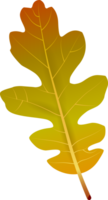 Beautiful autumn leaf, png file no background