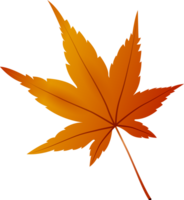 Beautiful autumn Maple leaf, png file no background