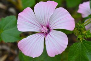 Lavatera Trimestris Beautiful Flower photo