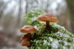 Flammulina velutipes in the winter forest, enokitake mushrooms photo