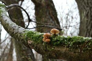 Flammulina velutipes in the winter forest, enokitake mushrooms photo