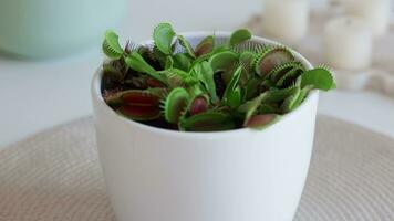 de cerca Venus atrapamoscas dionaea muscipula a hogar. carnívoro planta. tropical Venus trampa intentos a capturar sus presa por extensión sus delicado trampas blanco antecedentes video