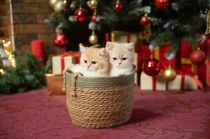 británico chinchilla gatitos sentar en un cesta debajo un Navidad árbol con regalos foto