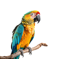 Blue and yellow macaw isolated on transparent background, created with generative AI png