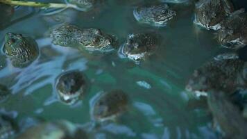 Frosch angehoben im ein Teich video