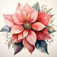 watercolor poinsettia flower isolated photo