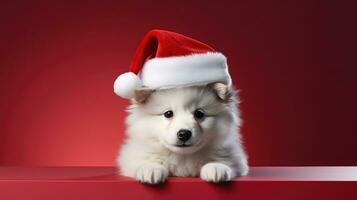 linda perro en santas sombrero con regalo caja foto