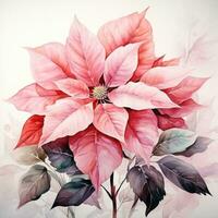 watercolor poinsettia flower isolated photo