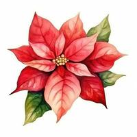 watercolor poinsettia flower isolated photo