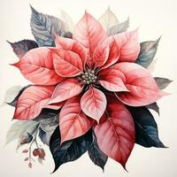 watercolor poinsettia flower isolated photo