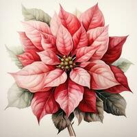 watercolor poinsettia flower isolated photo