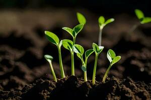 a group of young plants growing in the dirt. AI-Generated photo