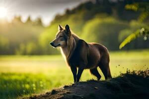 a wolf is standing on a hill in the sun. AI-Generated photo