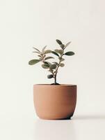 planta en un maceta en blanco antecedentes ai generativo foto