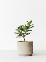 Plant in a pot on white background AI Generative photo