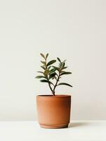 Plant in a pot on white background AI Generative photo