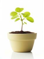 Plant in a pot on white background AI Generative photo